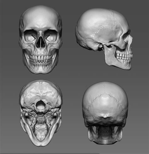 3d skull reference